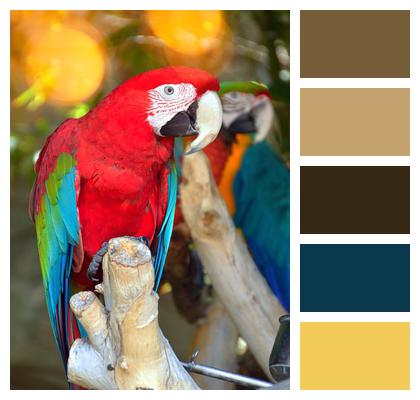 Phone Wallpaper Parrot By Temperament Bird Image